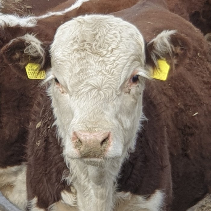 Специалисты компании «Капитал-ПРОК» посетили хозяйства Казахстана