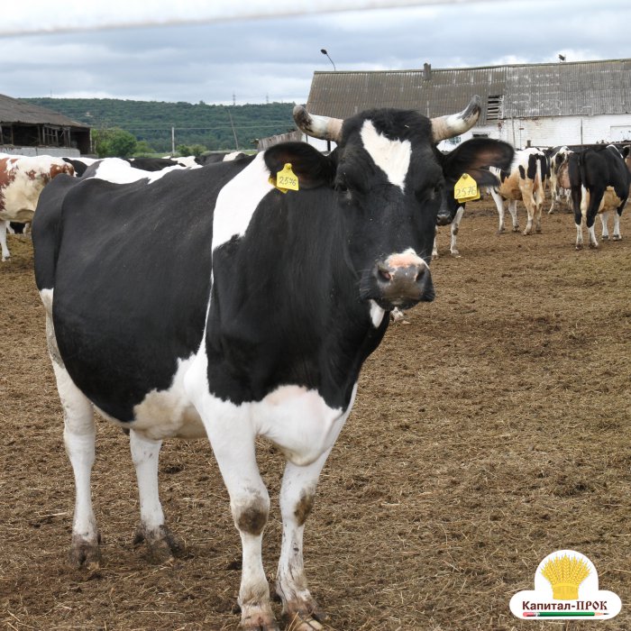 Почему корова потеет: причины потения спины, носа и холки