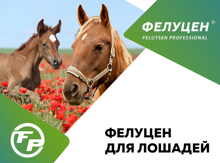 ФЕЛУЦЕН ДЛЯ ЛОШАДЕЙ