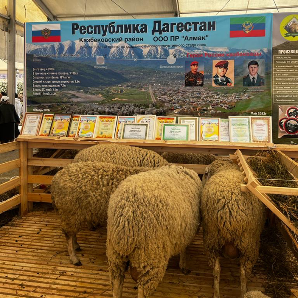 Знакомьтесь коза 2025