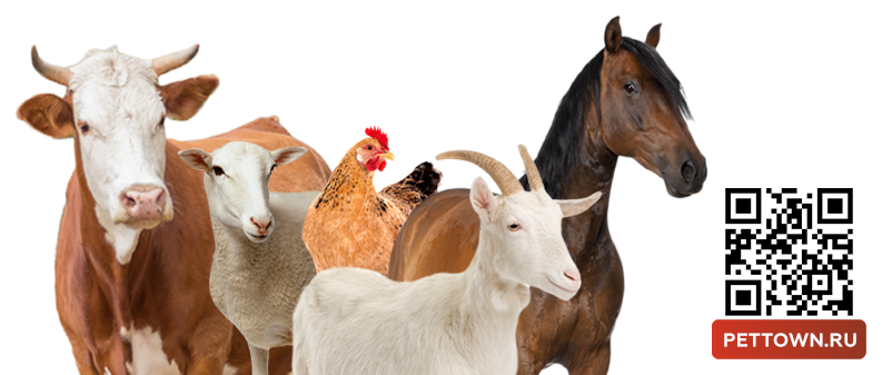 Интернет зоомагазин Город Животных