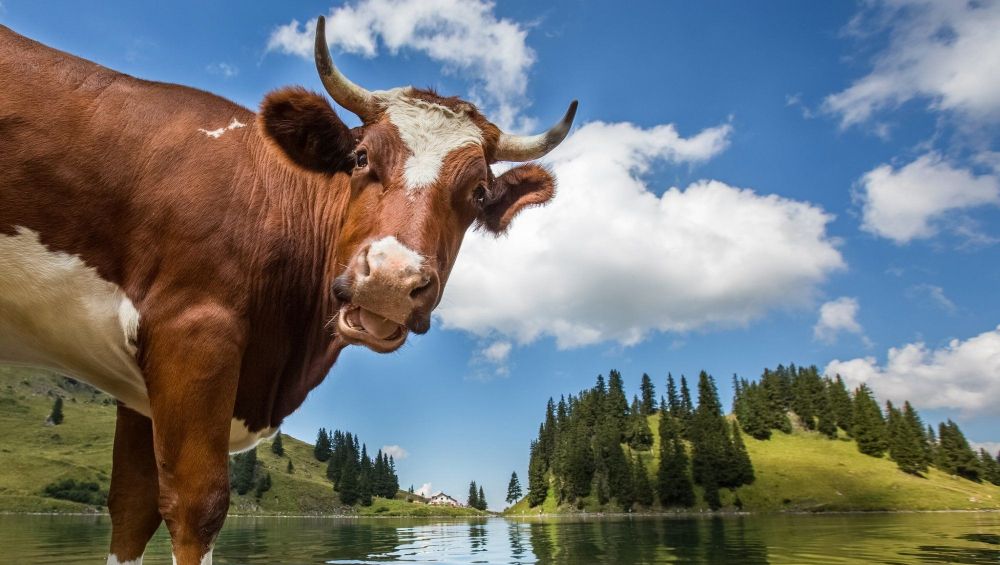 кормление коров