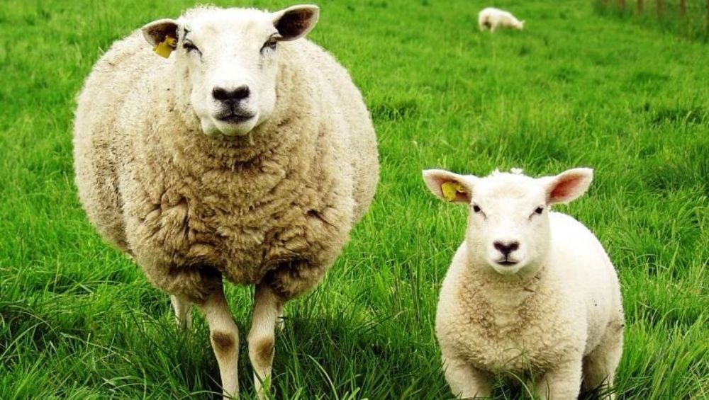 кормление коз и овец