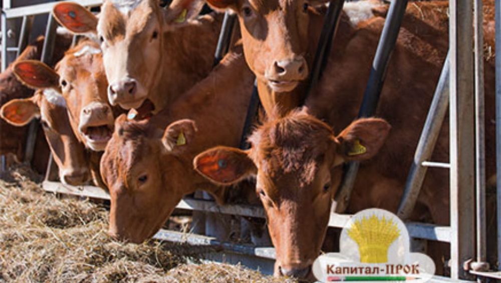 кормление коров