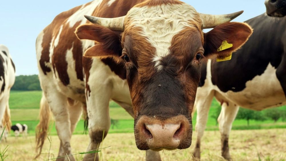 кормление коров