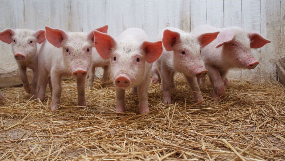 кормление свиней