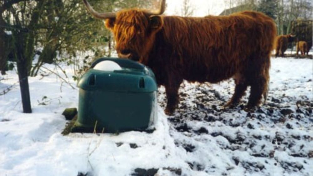 кормление коров