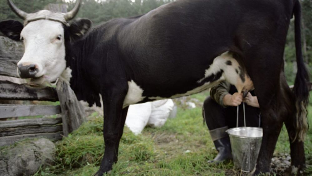 доение коров
