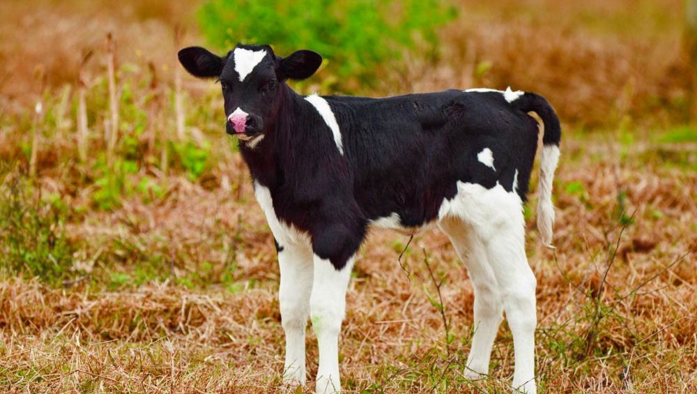 кормление коз и овец