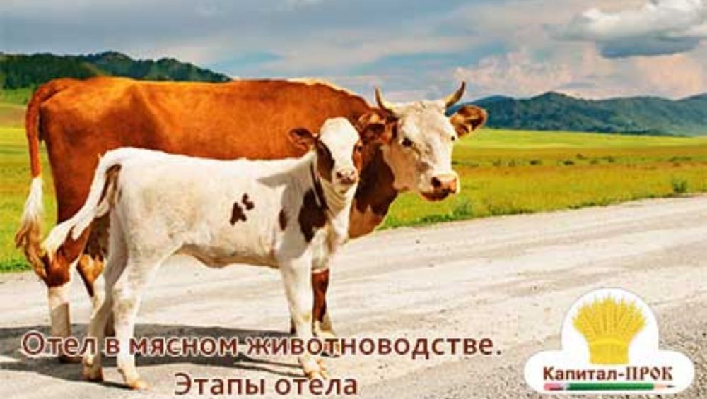 кормление коров