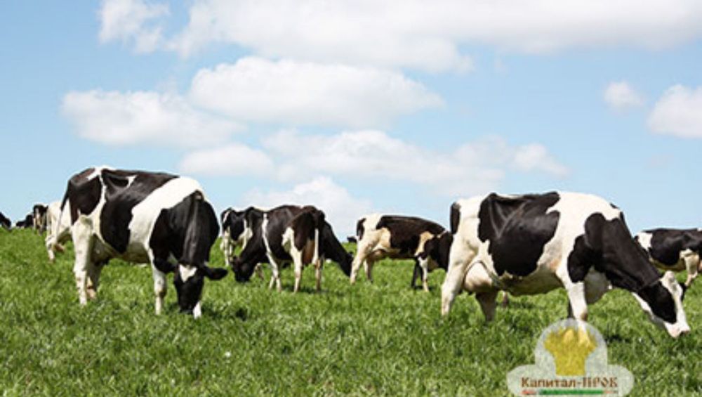 кормление коров