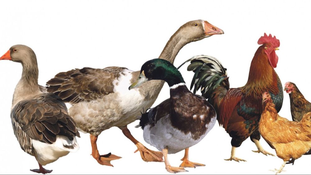 кормление птиц