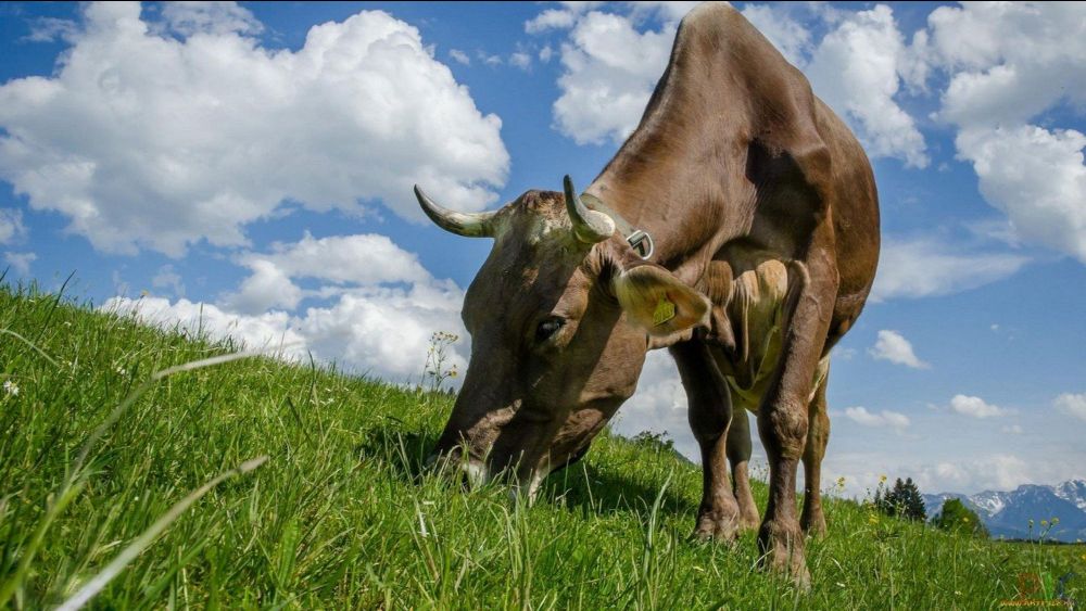 кормление коров