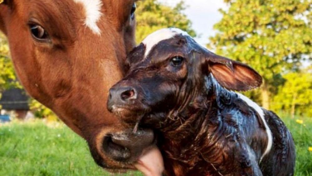 кормление коров