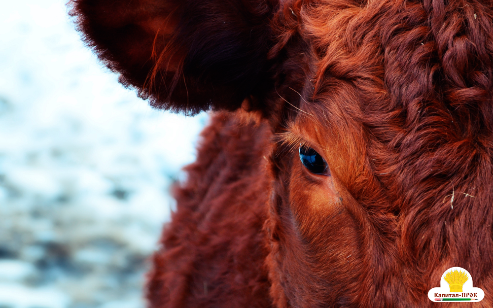 кормление коров