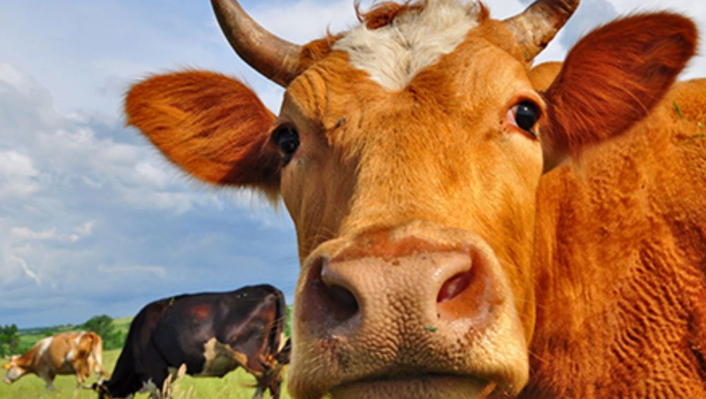 кормление коров