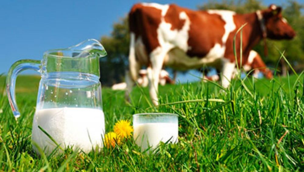 кормление коров