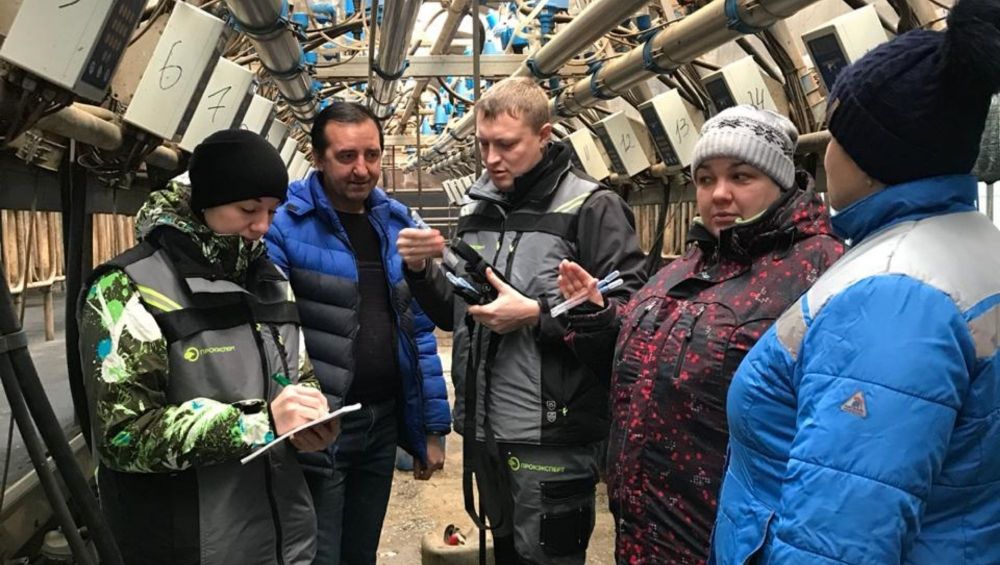 кормление коров