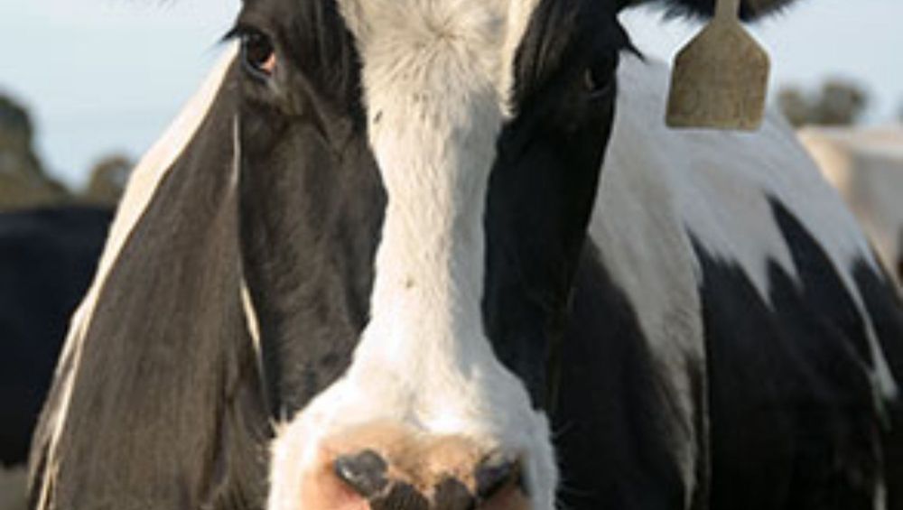 воспроизводство коров