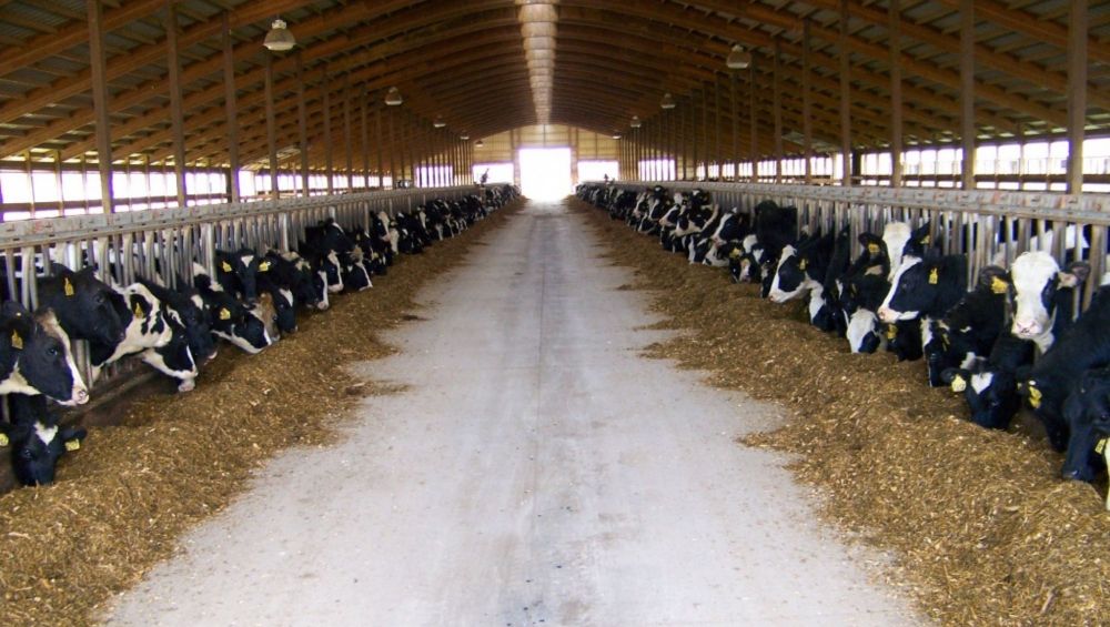 коровник для коров