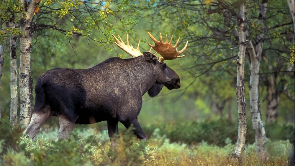 кормление лосей