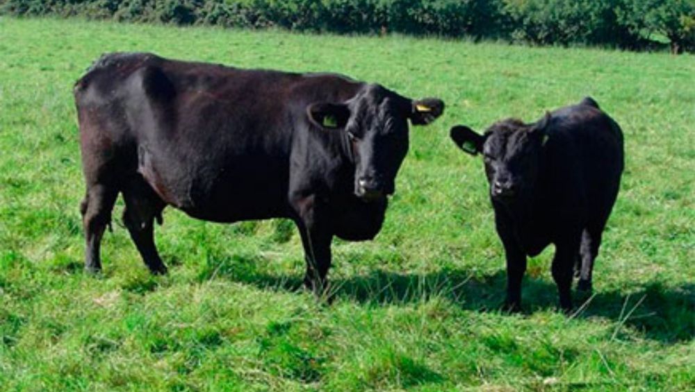 кормление коров