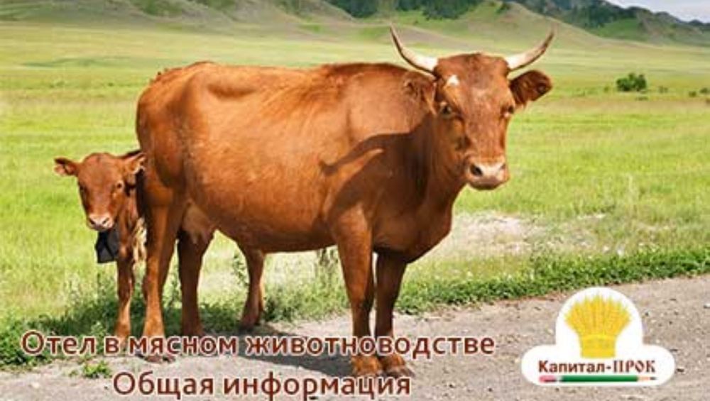 кормление коров