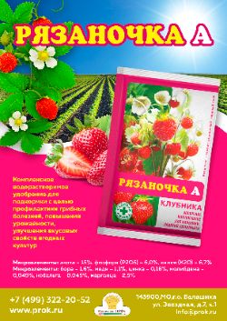 Рязаночка А клубника