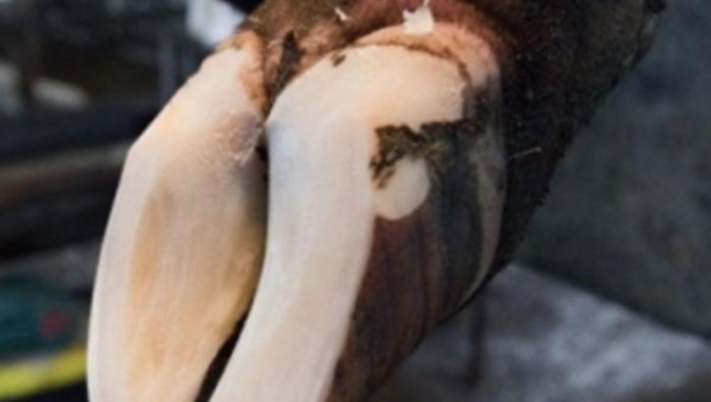 уход за копытами животных