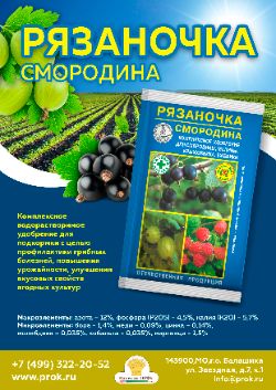 Рязаночка А смородина