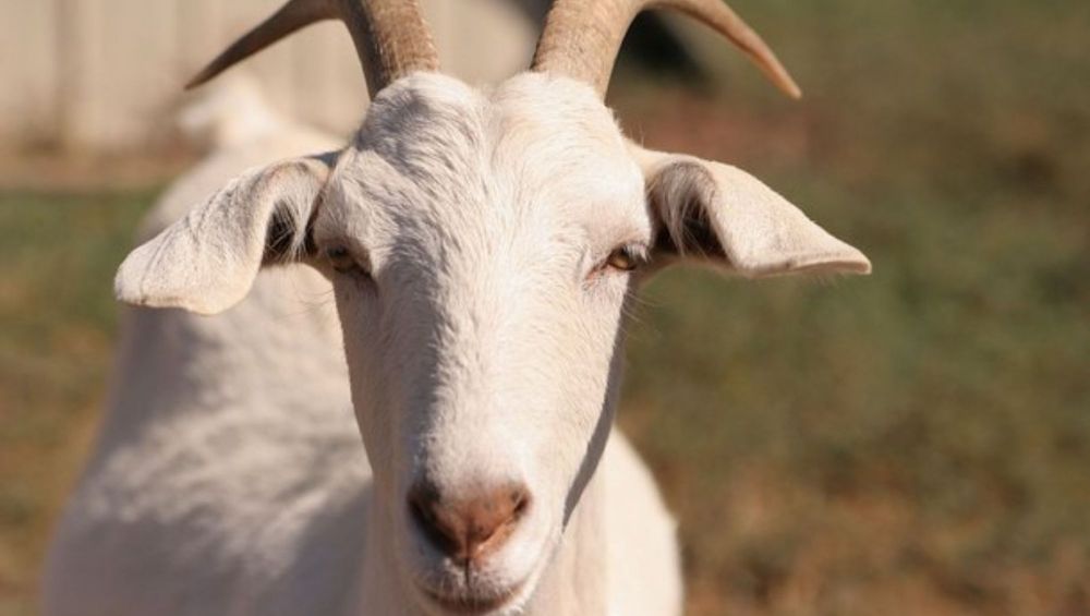 кормление коз и овец