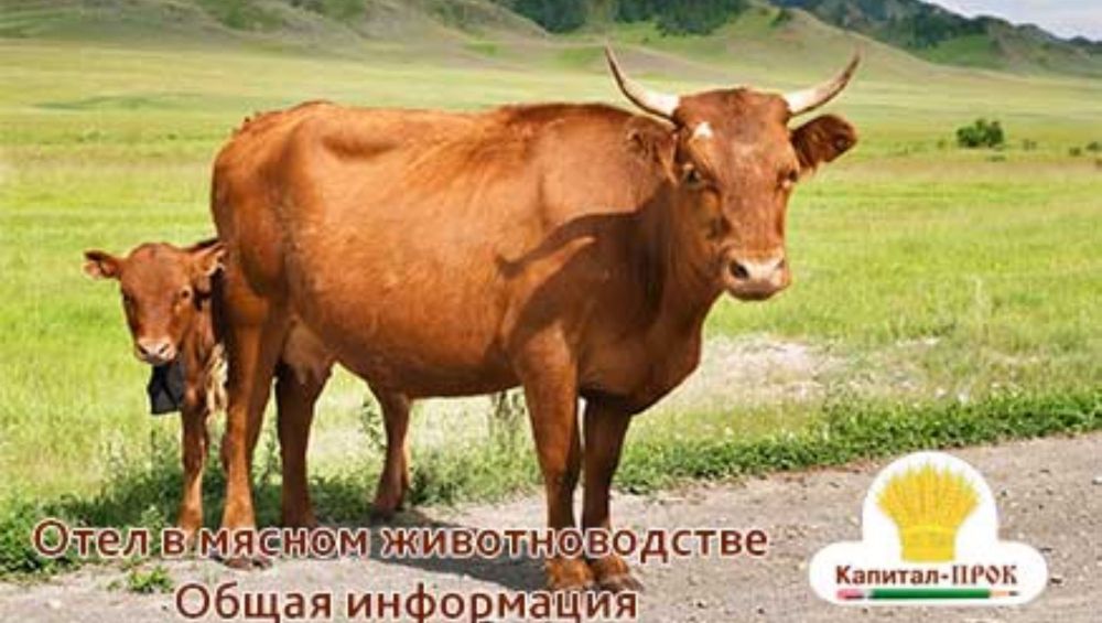 кормление коров