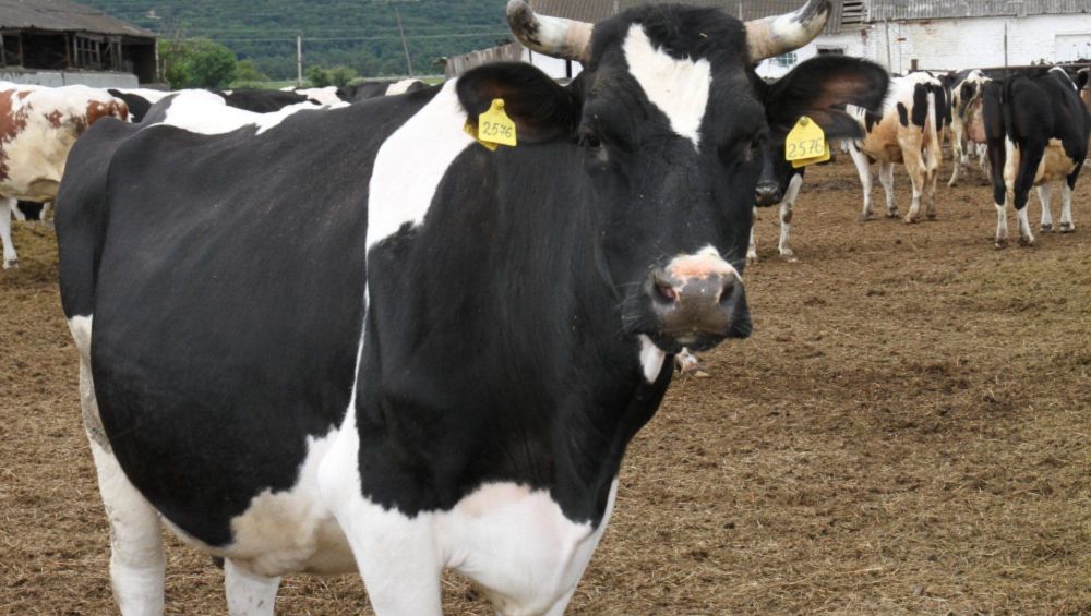 кормление коров