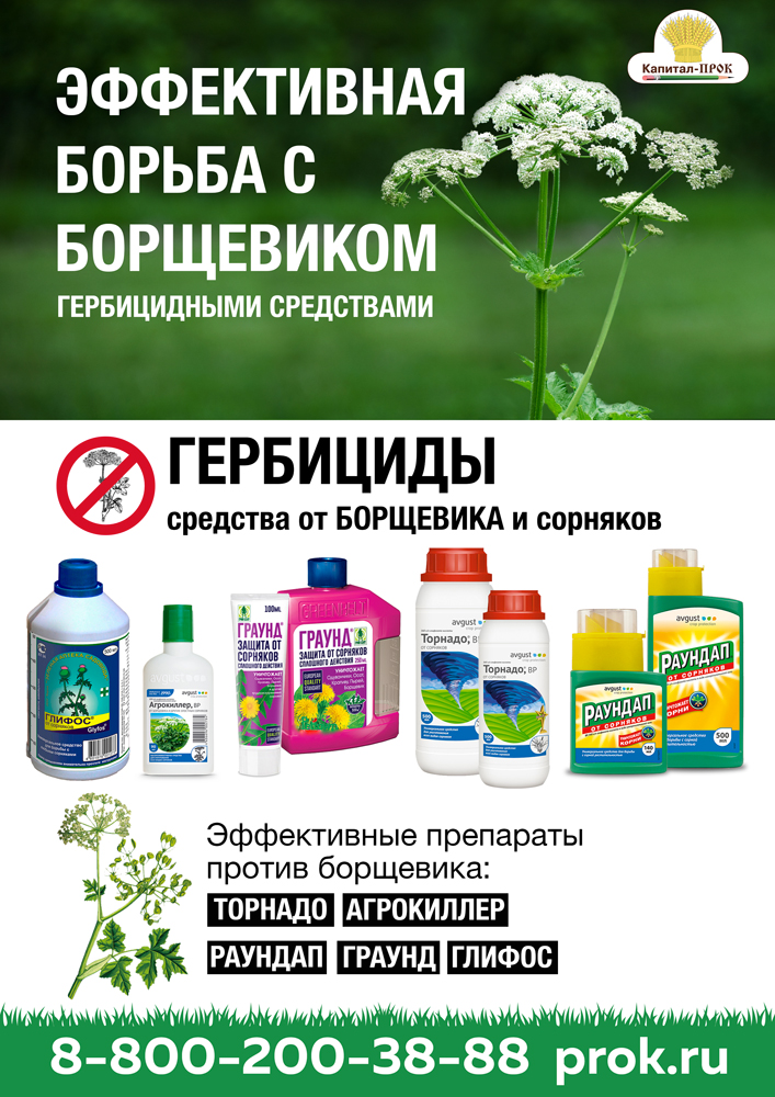 борщевик-кп.jpg борщевик-кп.jpg