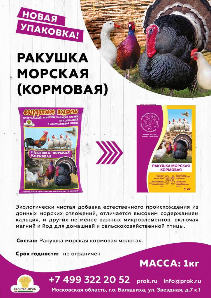 ракушка морская кп.jpg ракушка морская кп.jpg