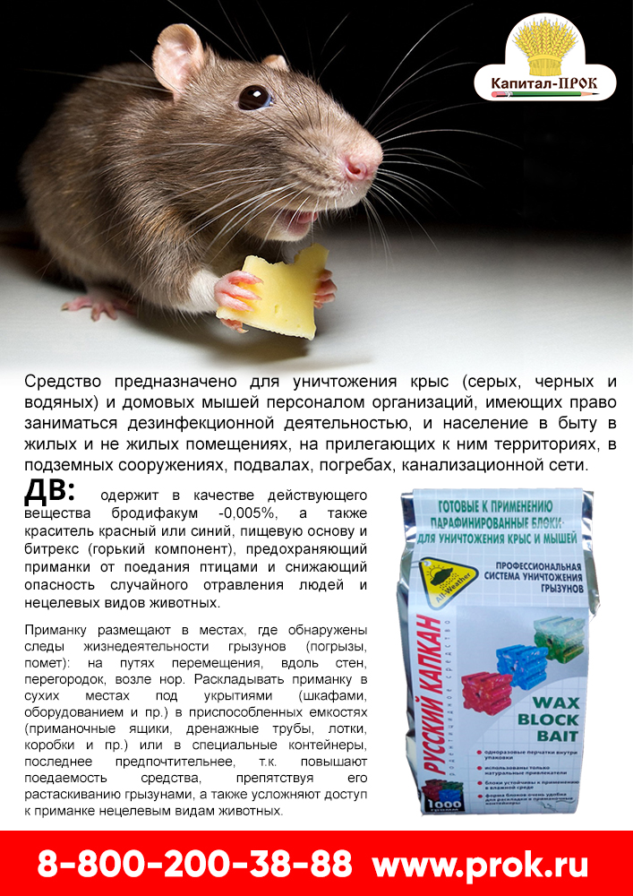 rat-1.jpg rat-1.jpg