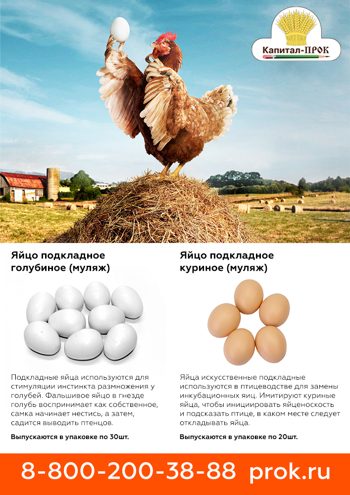 eggs1.jpg eggs1.jpg