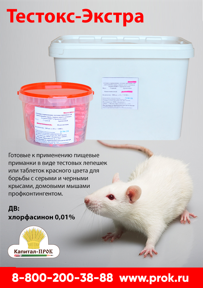 rat1.jpg rat1.jpg