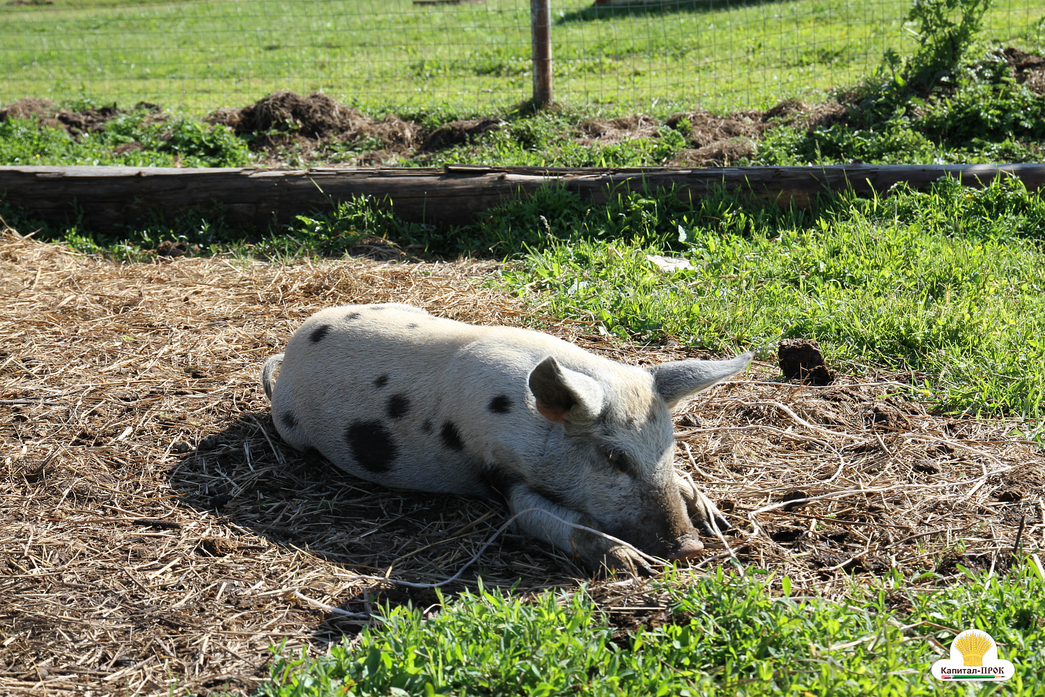 Компания Капитал-ПРОК Страна приняла участие в региональном фермерском празднике «День фермера». 
