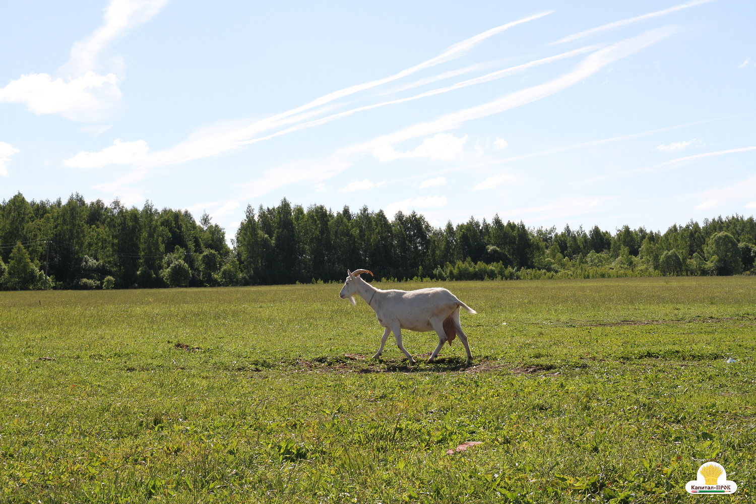 Компания Капитал-ПРОК Страна приняла участие в региональном фермерском празднике «День фермера». 