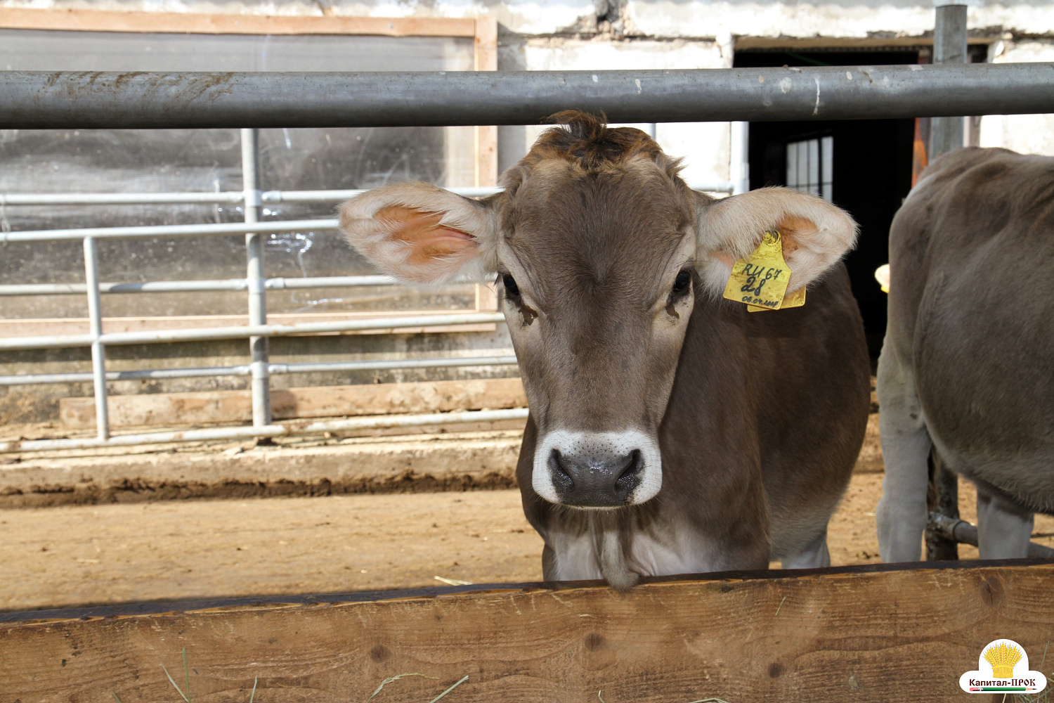 Межрегиональный форум 4К Смоленского молока