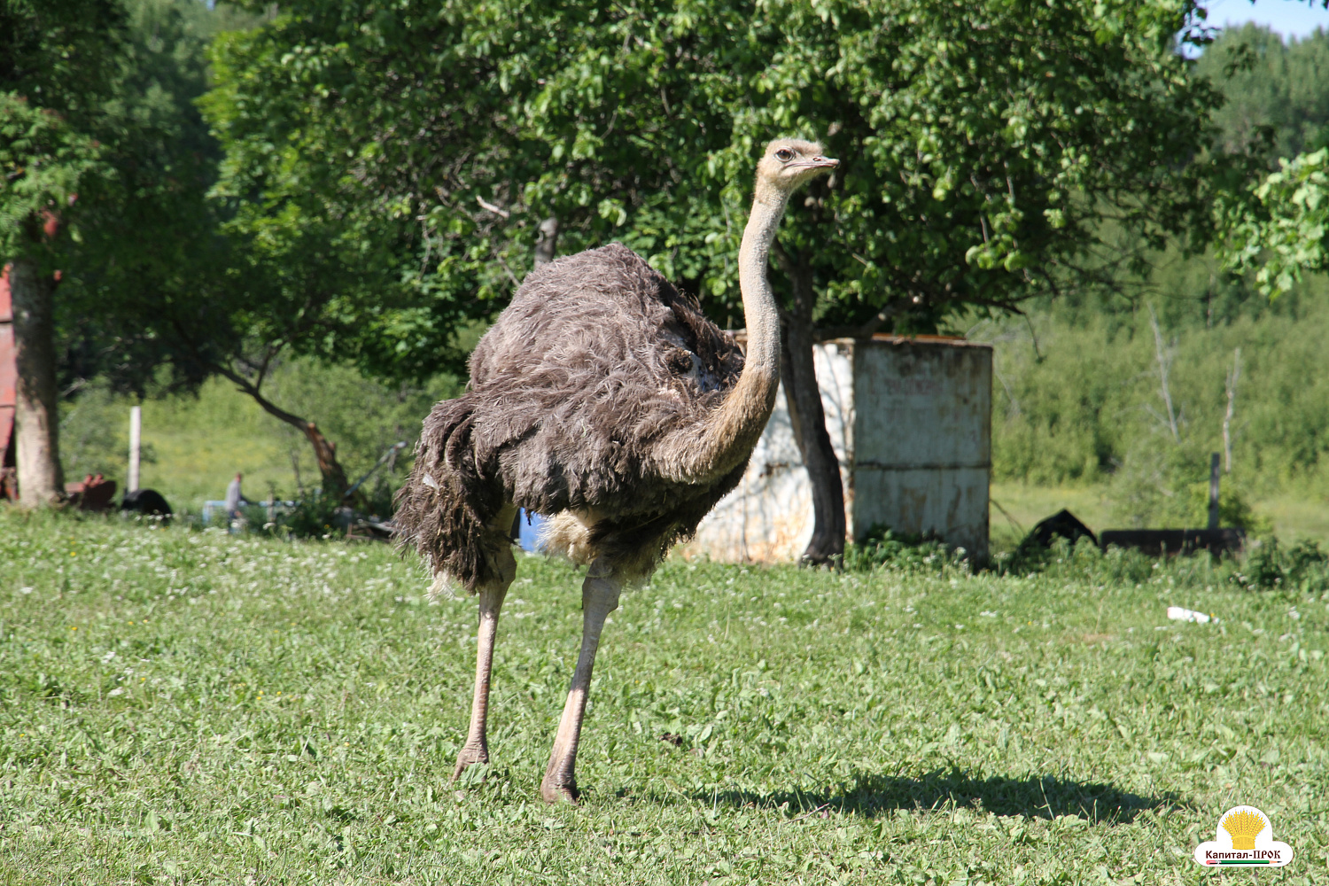 Компания Капитал-ПРОК Страна приняла участие в региональном фермерском празднике «День фермера». 