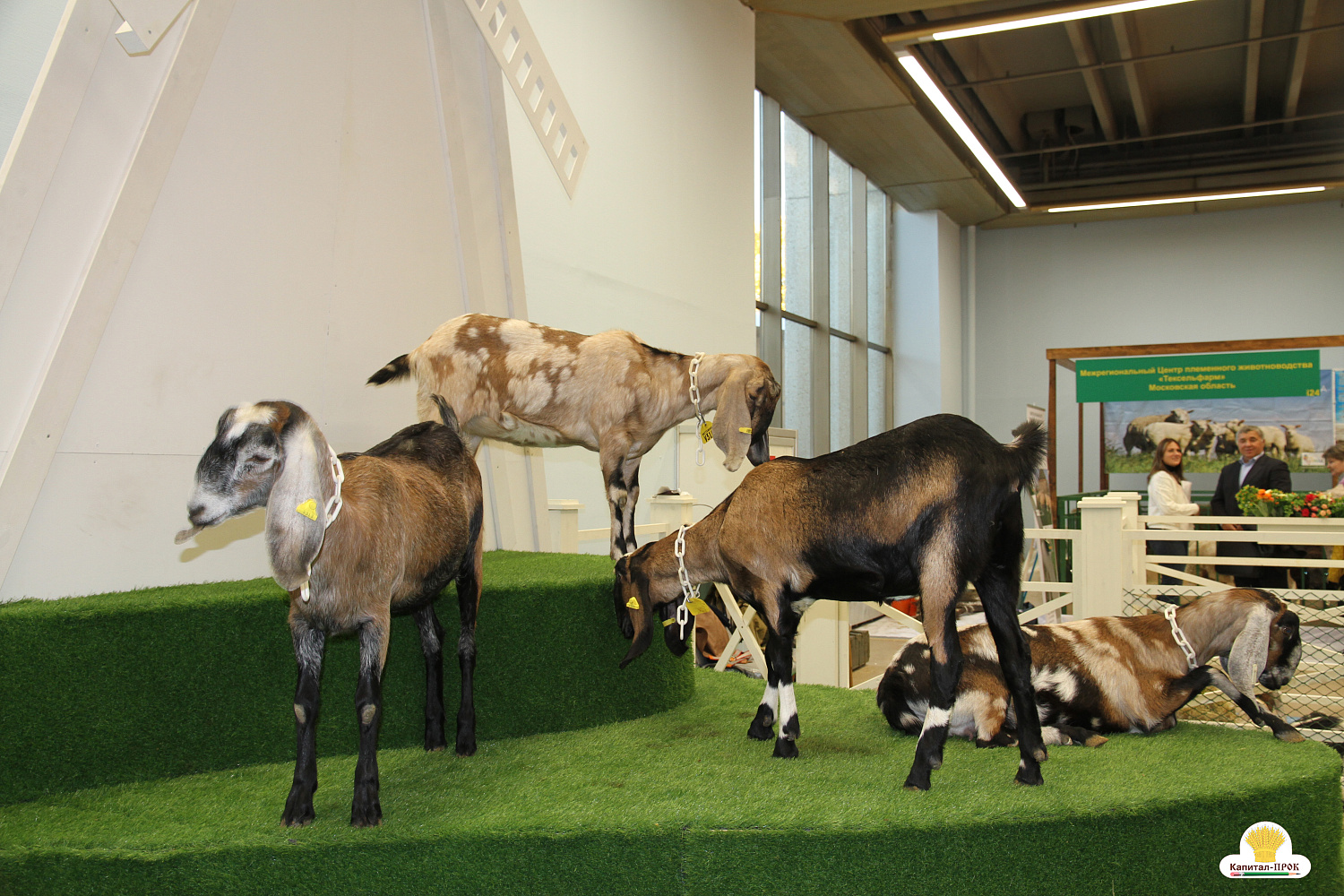 Капитал-ПРОК на главном аграрном форуме России "Золотая Осень-2018"