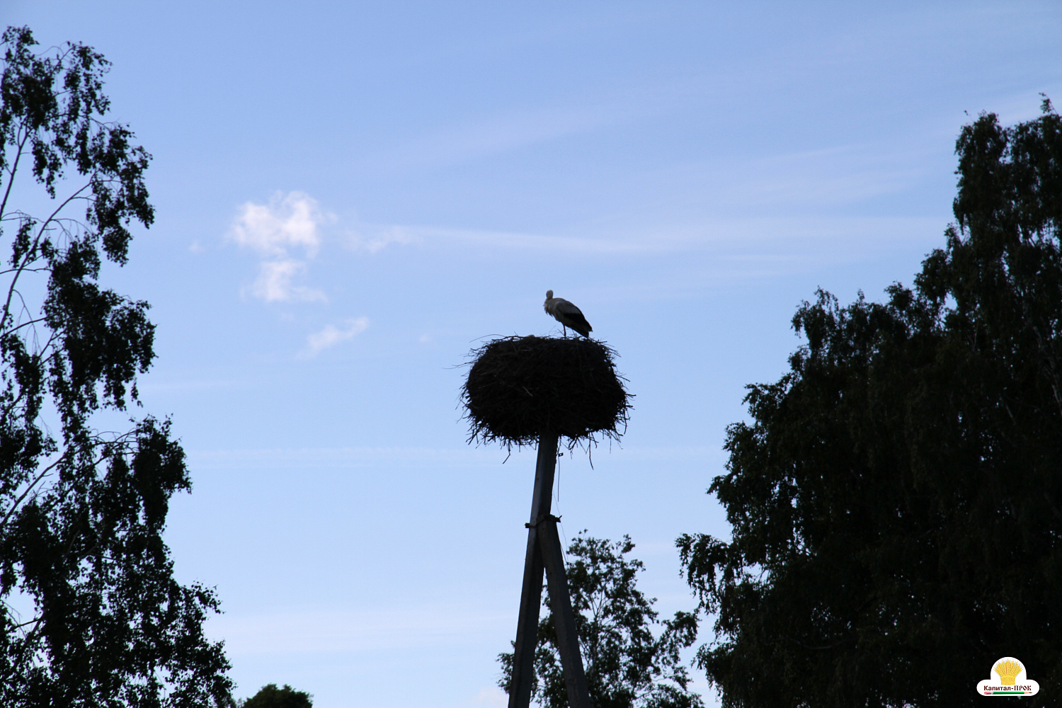 Компания Капитал-ПРОК Страна приняла участие в региональном фермерском празднике «День фермера». 