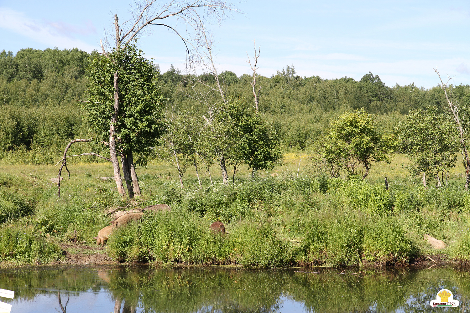 Компания Капитал-ПРОК Страна приняла участие в региональном фермерском празднике «День фермера». 