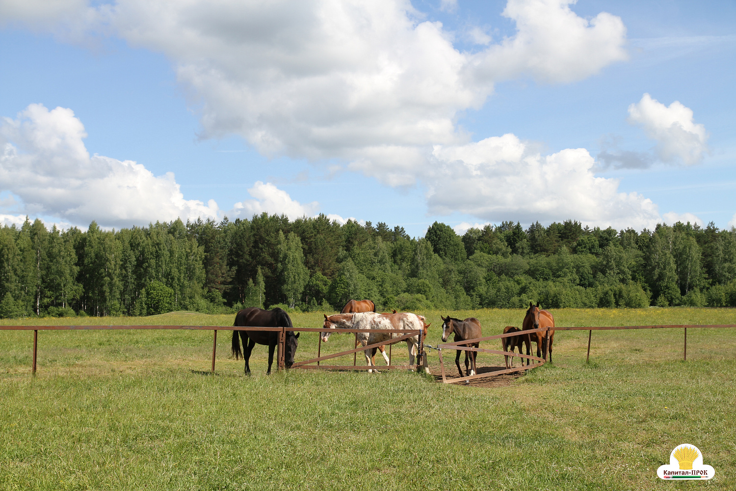 Компания Капитал-ПРОК Страна приняла участие в региональном фермерском празднике «День фермера». 