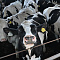 Капитал-ПРОК на международном автопробеге DairyRally Georgia 2026