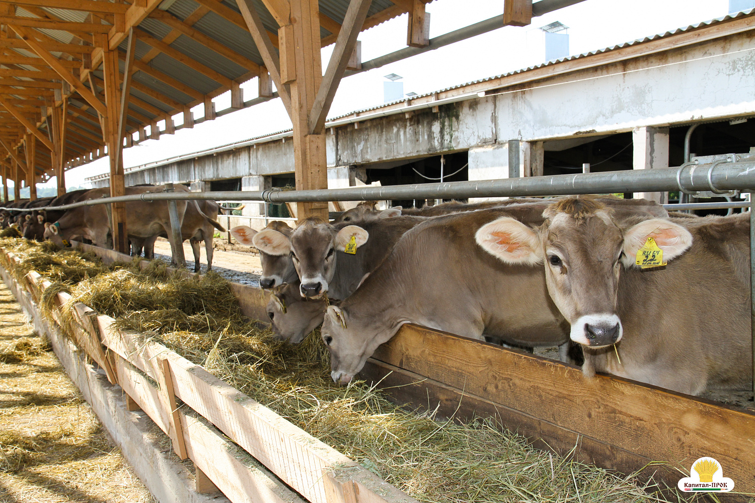 Межрегиональный форум 4К Смоленского молока