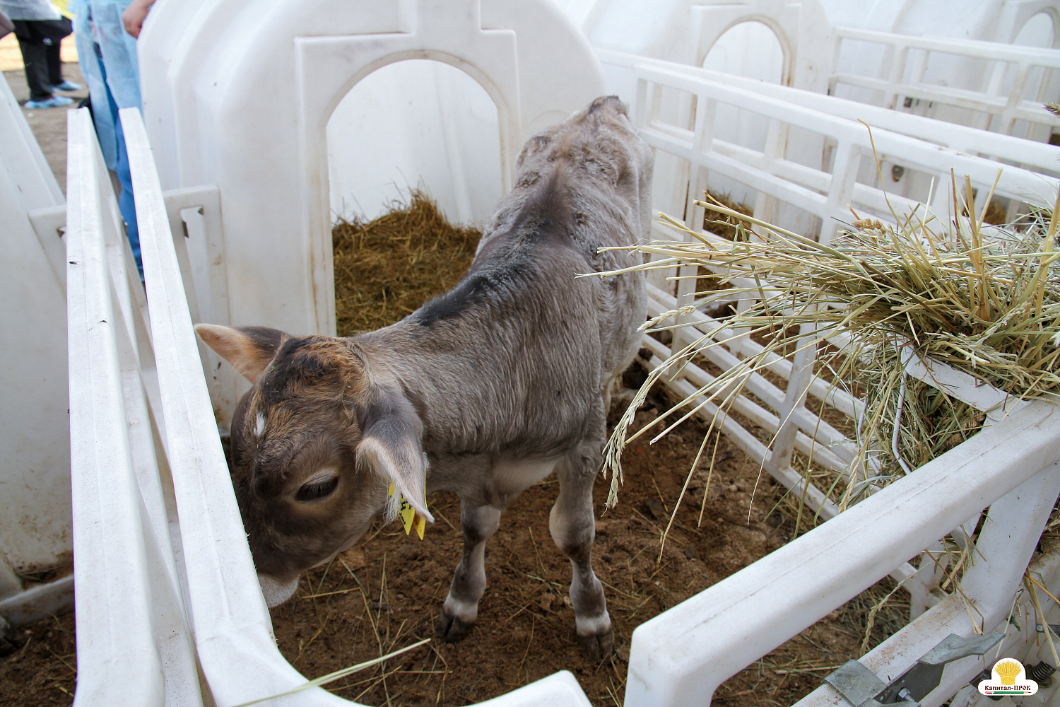 Межрегиональный форум 4К Смоленского молока