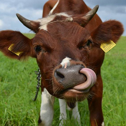 Большое молоко от коровы